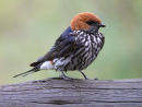 Lesser Striped Swallow 